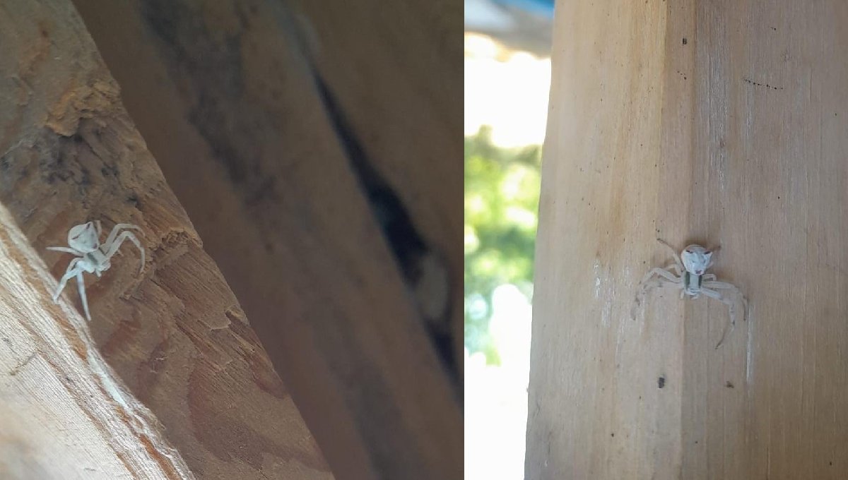 Avrupa’nın en zehirli örümceği Türkiye’de! O şehir uyku uyumuyor: Isırdığını komalık ediyor