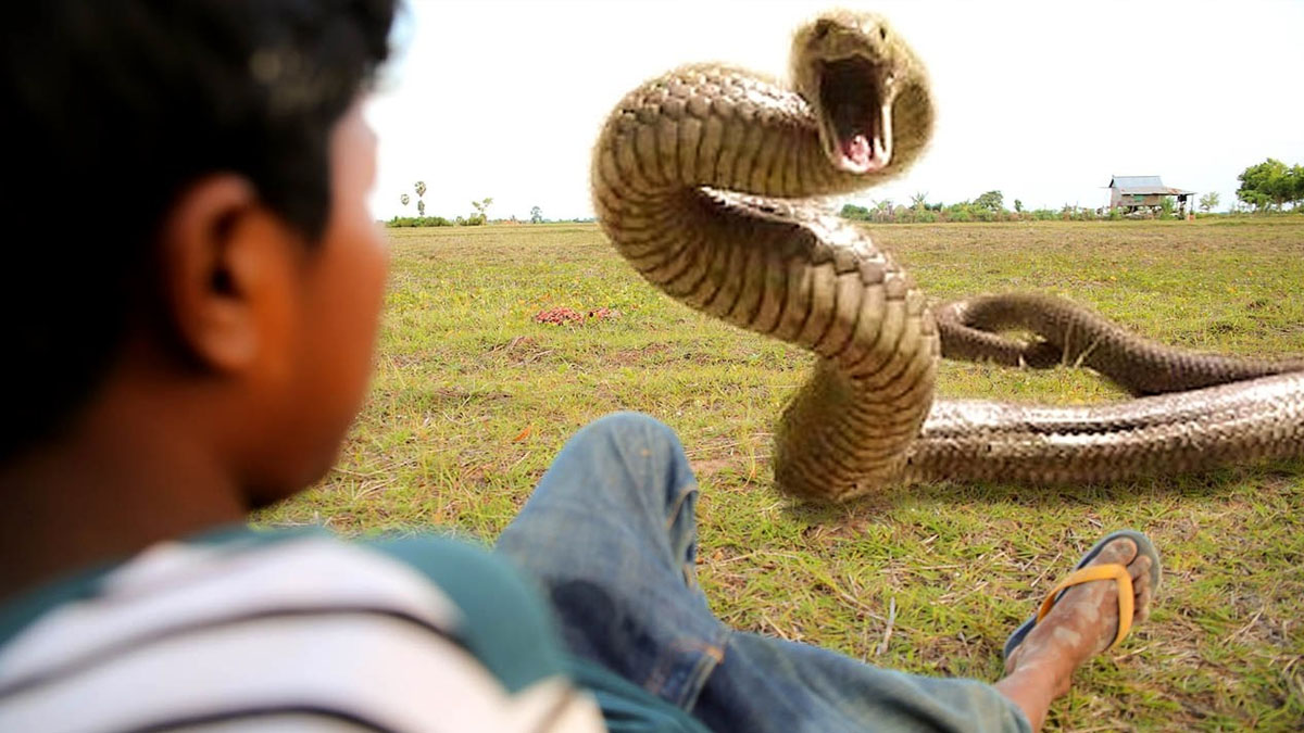 Evde bu sesi duyarsanız kaçın! O yılanın işaretçisi