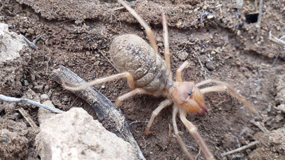 Yaz aylarının tehlikesi "Sarıkız" örümceği ortaya çıktı! Zehirli değil ama ısırığı uzvunuzu koparabilir!