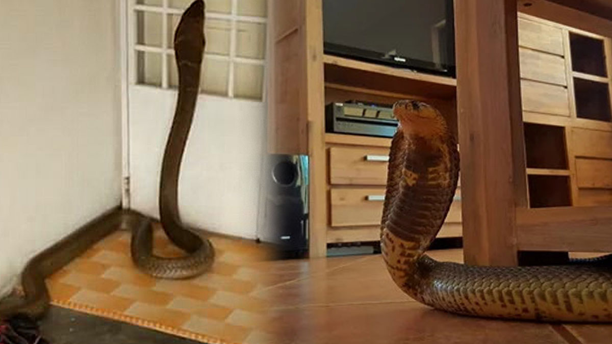 Yılanların feleğini şaşırtan yöntem! Evinize 1 metre yaklaşamazlar