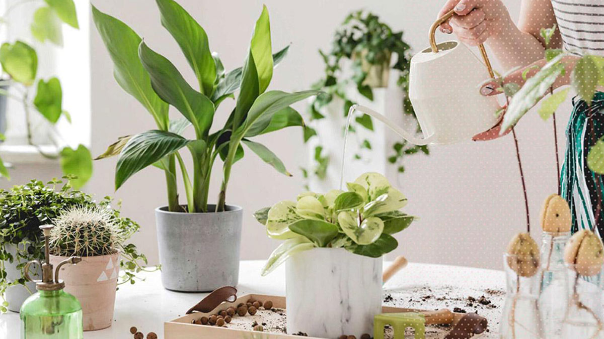 Evdeki çiçekleri ağaç gibi yapıyor! Asla solmuyor, Hollandalıların sırrı