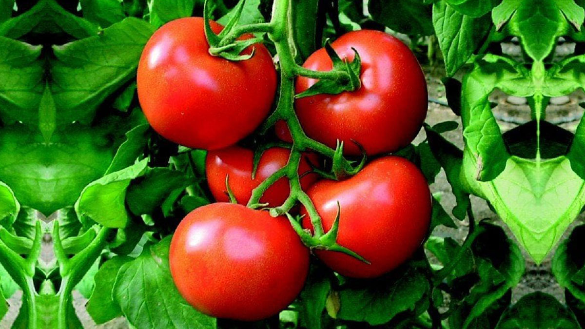 Bir adet muzu, yeşil domateslerin yanına koyun! Sonuca seracılar bile şaşırıyor, kan kırmızısı...