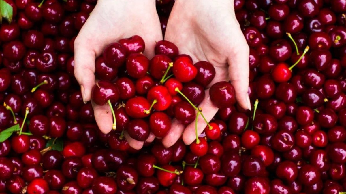 Geçen yıl 70 liraydı bu yıl 10 lira! 'Kiraz da girdi maliyetleri artarken çiftçi kazancı daralıyor'