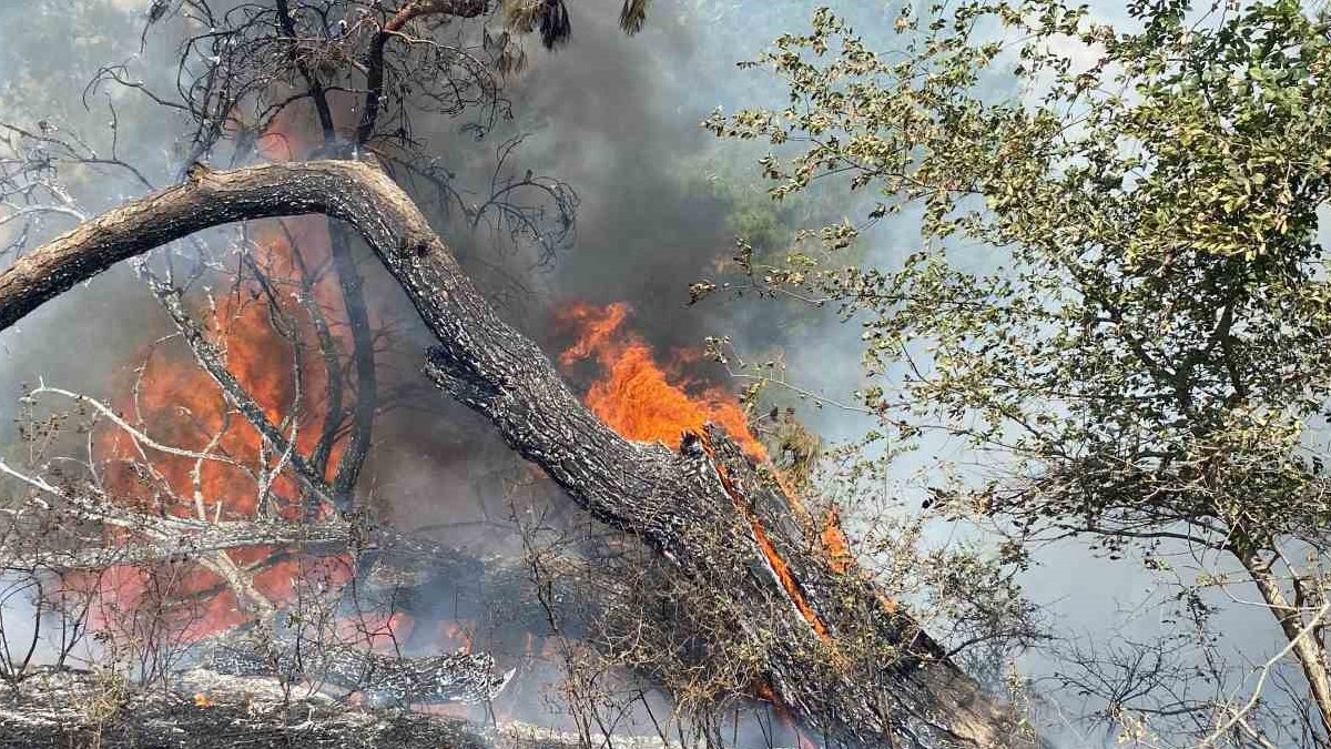 Tekirdağ'daki orman yangını söndürüldü