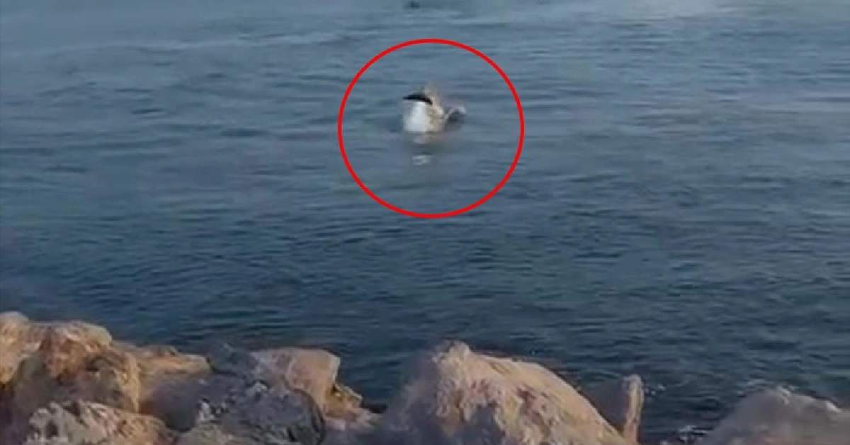 Denizi mesken ettiler! Şimdi de Kadıköy'de görüldü, dev cüssesiyle su yüzeyine çıktılar