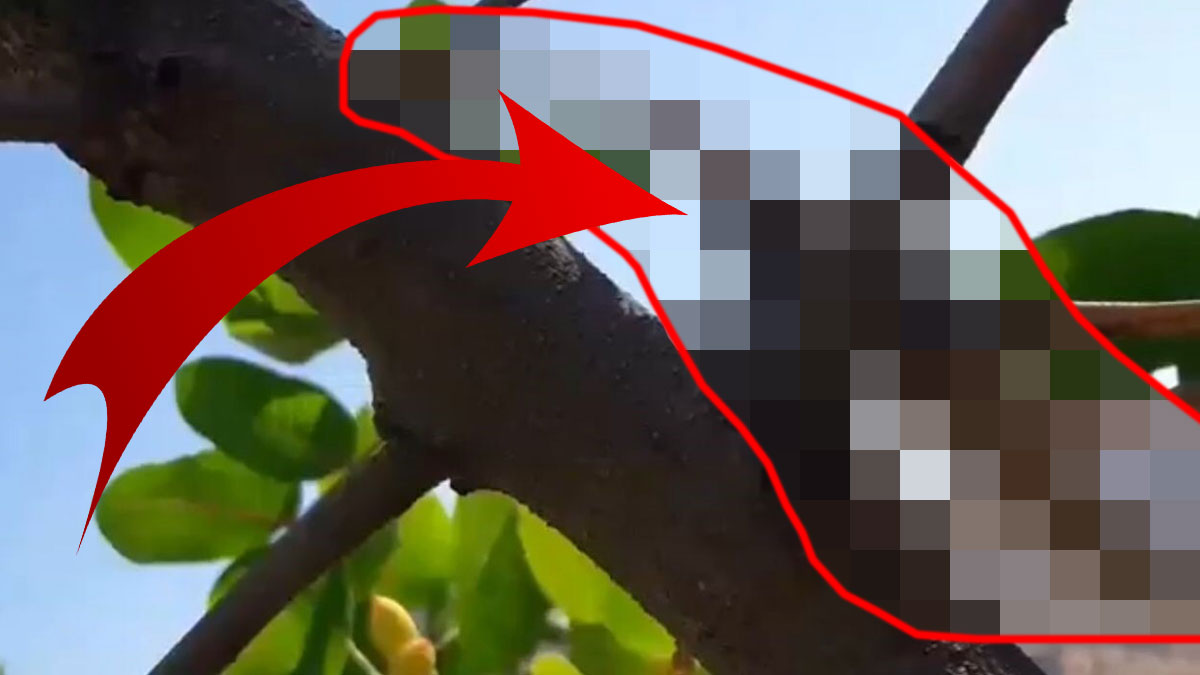 Böylesi ilk kez görüldü: 20 cm boyunda, et yiyerek besleniyor! Görenlerin ağzı açık kaldı