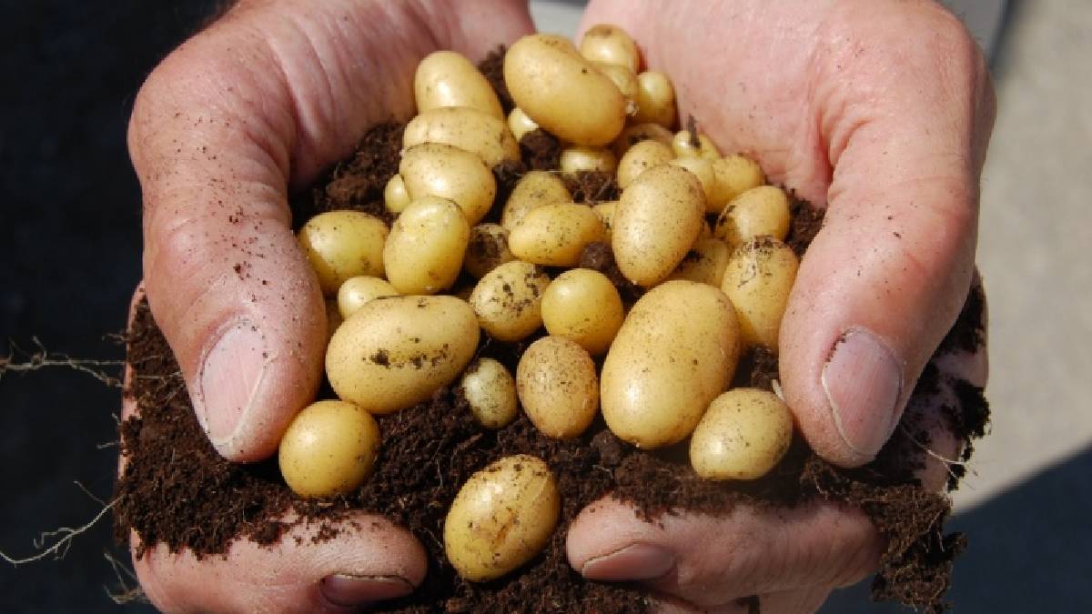 Patatesin yanına sakın ekmeyin! Yabani otlar fışkırıyor