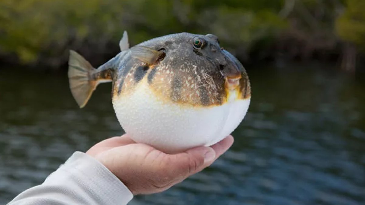 Balon Balığı: Denizlerin Uçan Şekli