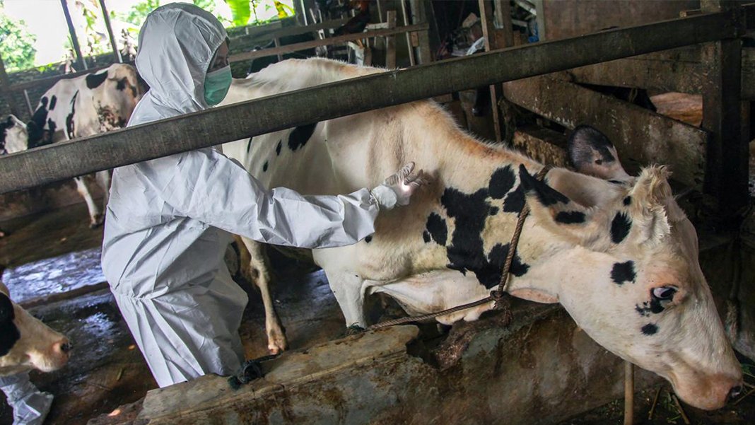 Şap kısıtlamaları devam ediyor: Ordu'da dokuz mahalleye karantina