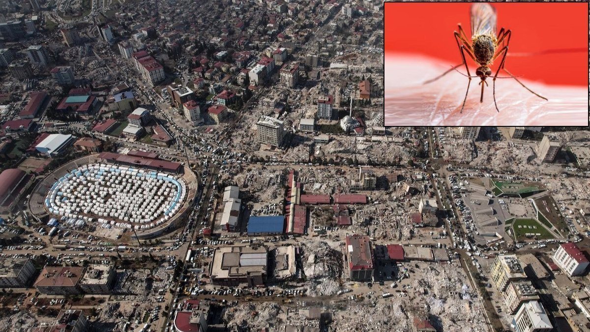 Afet bölgesinin yanı başındaki tehlike: Salgını durdurmak için 'anafel'i yok edin