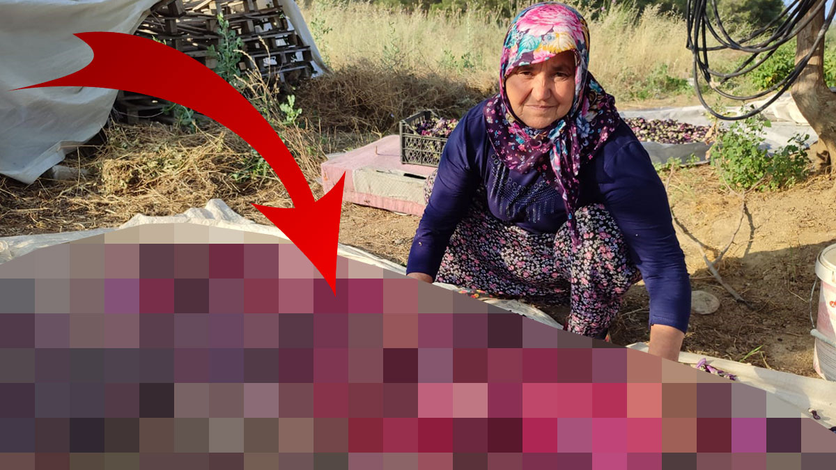 Ekmek su gibi kapış kapış satılıyor! İş arayana gelir kapısı, yol kenarlarında yetişiyor