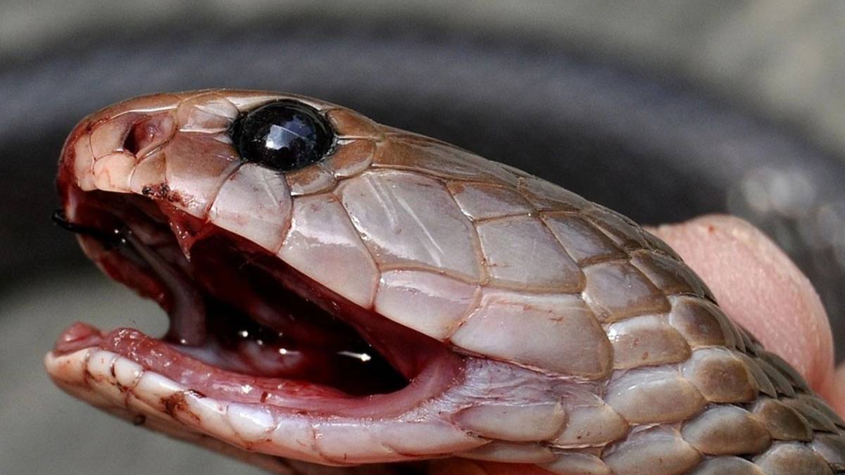 Dünyanın en korkunç yılanı! Görenlerin ağzı açık kaldı, buda ne böyle... Bu videoyu izlemeden önce iki kere düşünün!