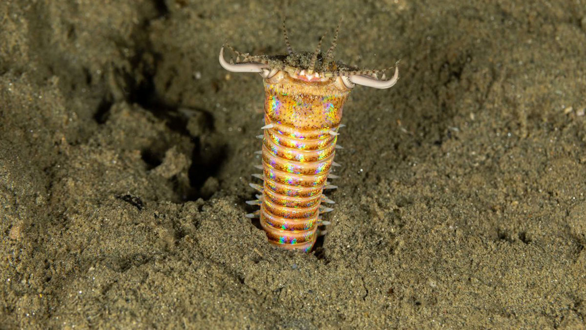 46 bin yıldır uyuyorlardı, bilim insanları uyandırdı! Buzul Çağı'nda yaşayan solucanlar 'uyku modu'ndan çıktı