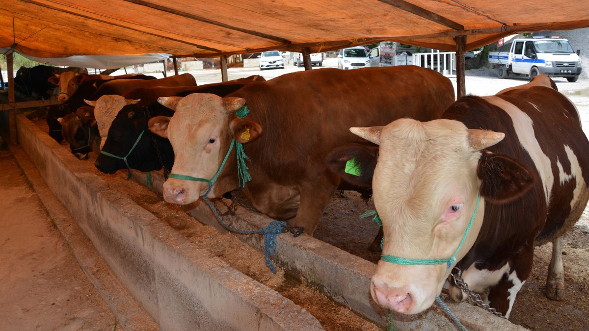 Samsun'da hayvan pazarları kapatıldı: Şap hastalığı için önlem alınıyor