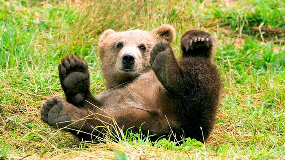 Ayıların insan olduğu iddia edilmişti: Hayvanat bahçesi açıklama yaptı