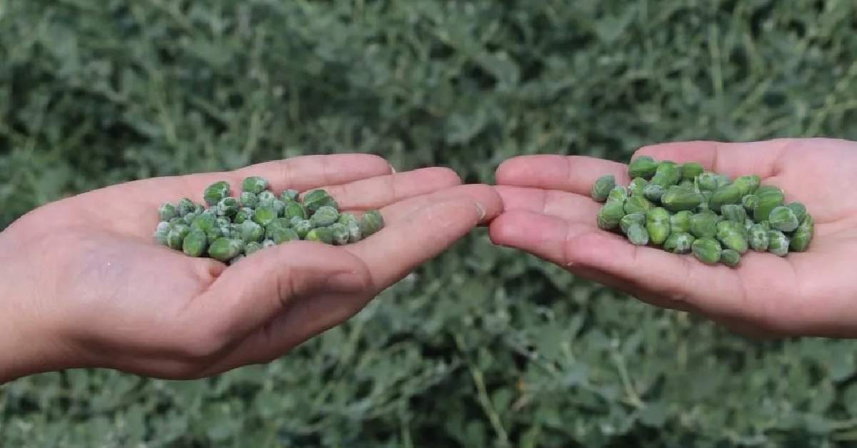 Dağ taş her yerde çıkıyor, tam bir vitamin deposu! Bugüne kadar kıymeti bilinmemişti