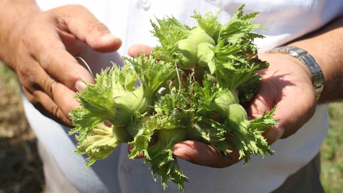 Fındık üreticilerine 'erken hasat' uyarısı