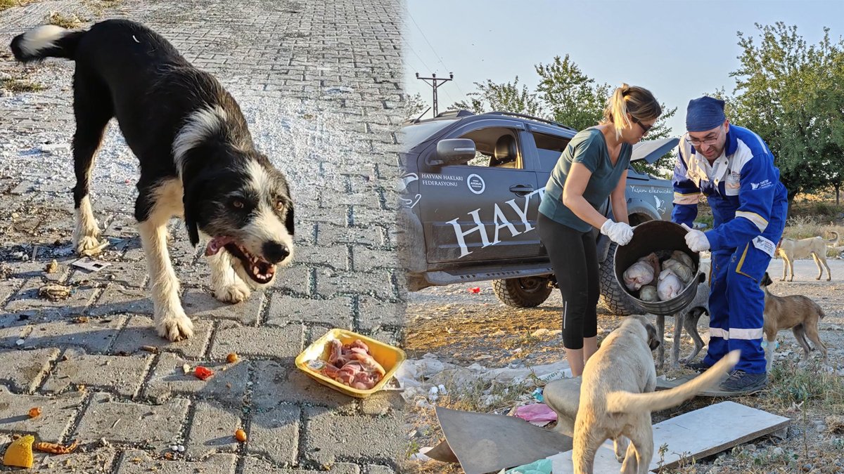 Osmaniye'de sokak hayvanları unutulmadı