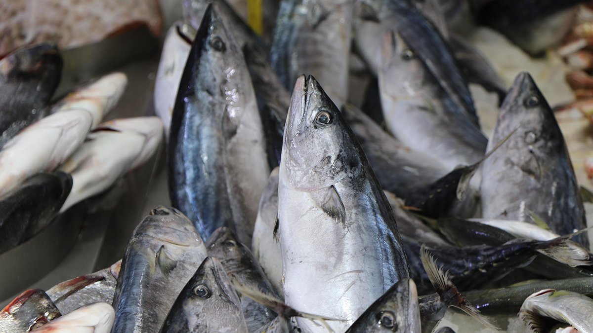 Aşırı sıcaklar av sezonunu olumsuz etkileyecek: Balıkların göç yolları değişti