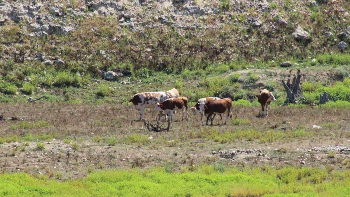 Tehlike çanları İstanbul için çalıyor: Artık hayvanlar barajlarda otluyor