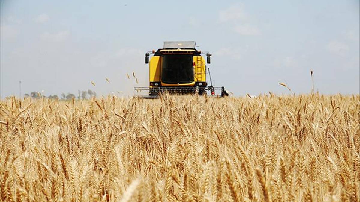 Çiftçiye süper buğday müjdesi! Ne soğuk ne  kuraklık etkileyecek… 100’de 100 etkili
