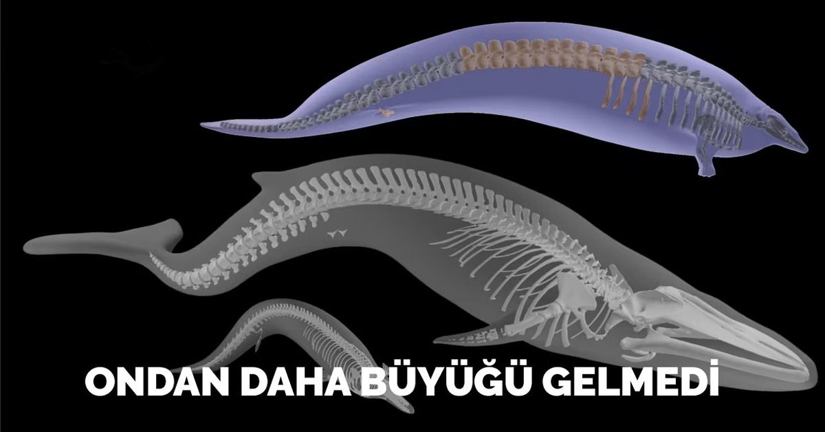 Tam 320 ton! İşte dünyanın en büyük hayvanı: Dinozorlar yanında çocuk gibi kalır