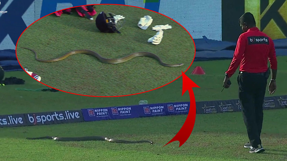 Sahanın ortasında pat diye belirdi! Maç durdu, yılan değil Casper... Bir anda...