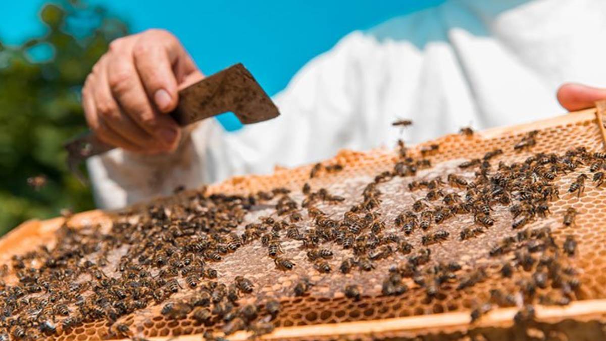 Arılar toplanıp Allah yazdı! Peteği gören çiftçinin dili tutuldu… Yer: Karabük