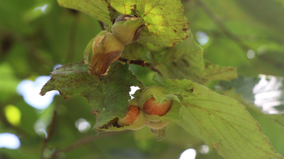 El Nino fındığı da vurdu: Uygun olmayan iklim koşulları etkili