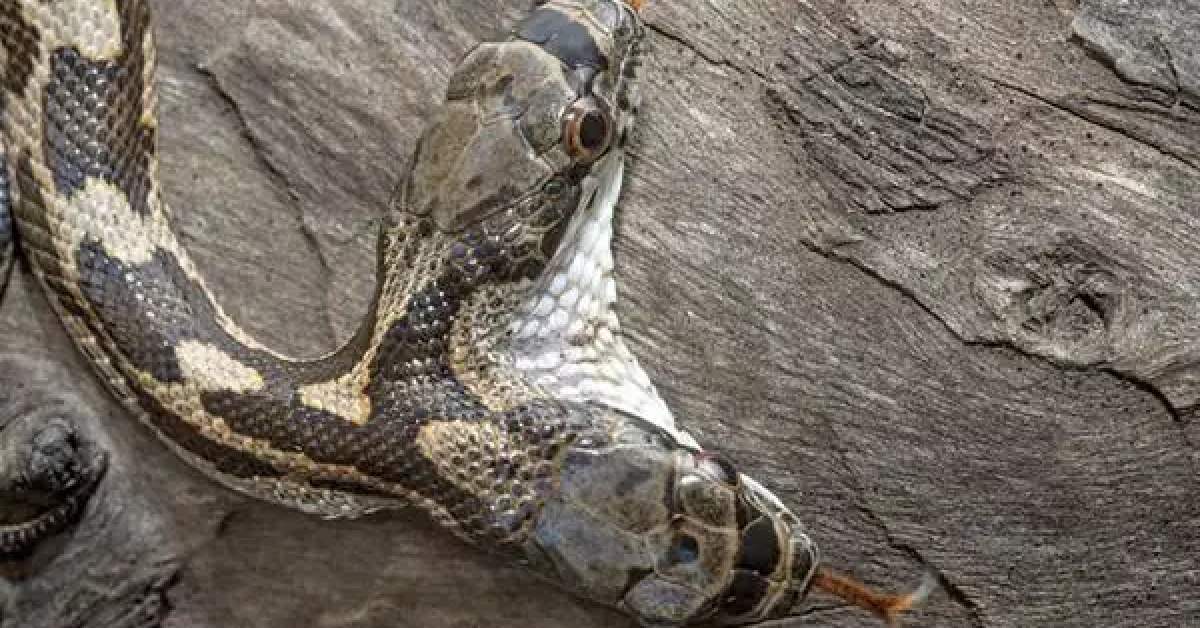 2 başlı canavar tekrar hortladı! Görenler 'kıyamet alameti' diyor