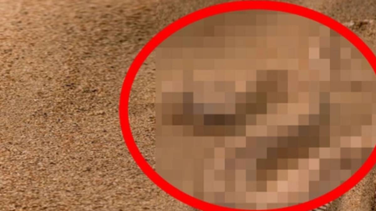 Malatya, Tunceli ve Elazığ'ın en korkunç hayvanı Avrupa'da görüldü! Uzmanlar uyardı... Avrupa'da istila başladı!