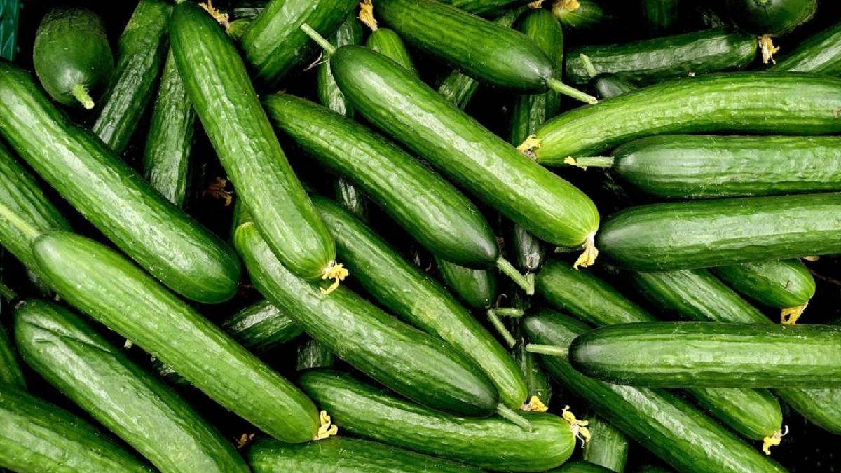 Salatalığın bu özelliğini bilse kimse tüketmez! Adeta zehir oluyor: Bir yiyen pişman birde yemeyen…