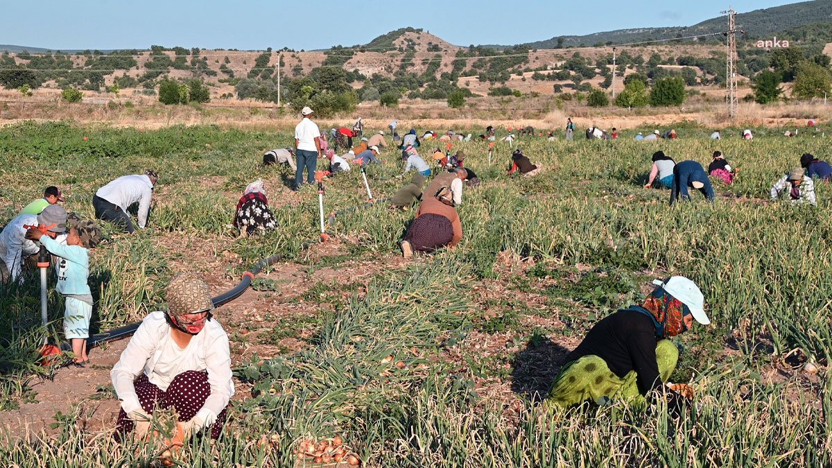 Susuzluk soğanı da vurdu: Tarlada 5, markette 15 lira