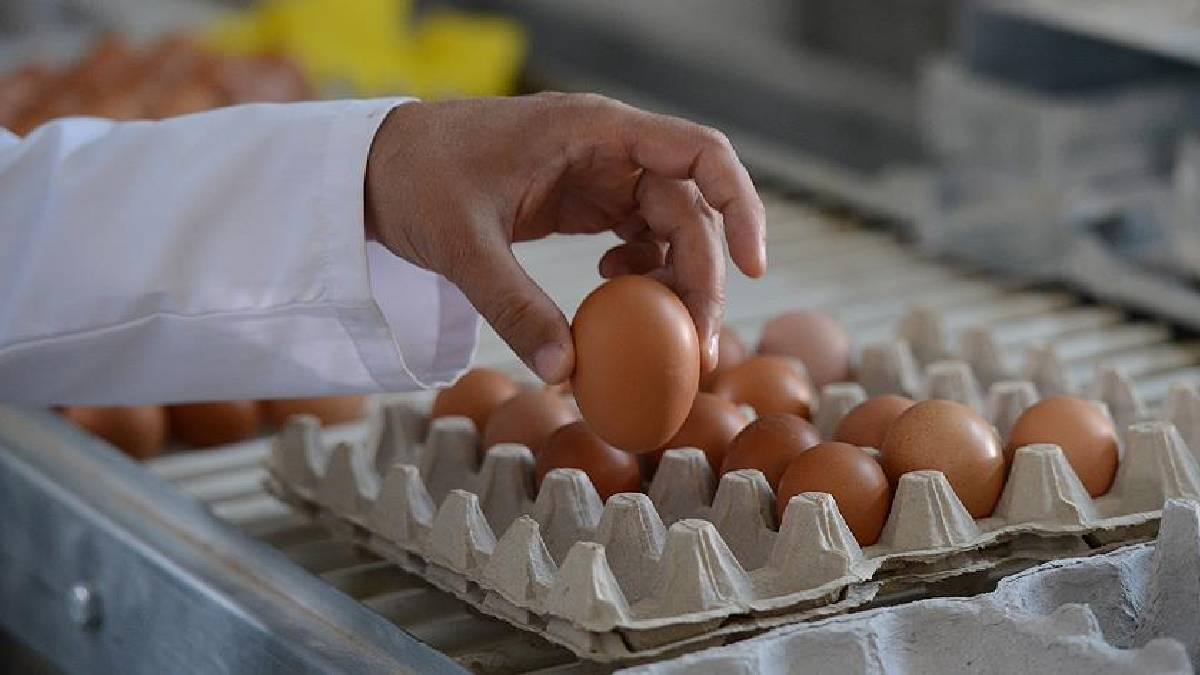 Yumurtadaki büyük tehlike! Tüketmeden önce iki değil yüz kez düşünün: Adeta kansere davet