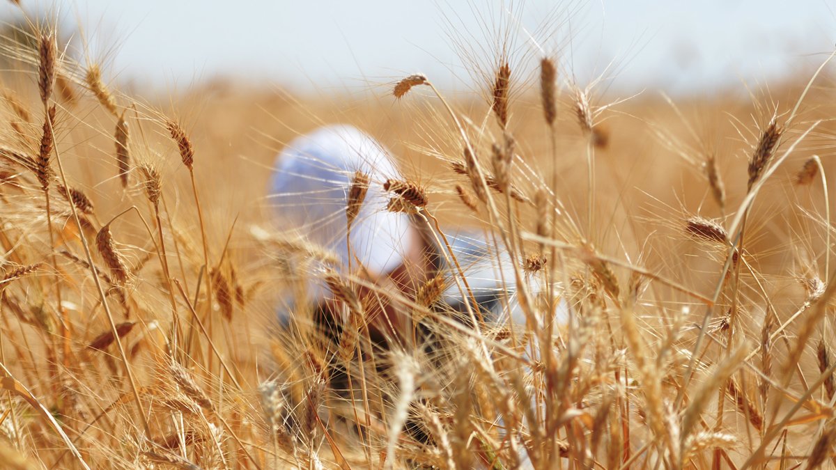 Fiyatlar yükselecek: Buğday alacak 'yer' kalmadı