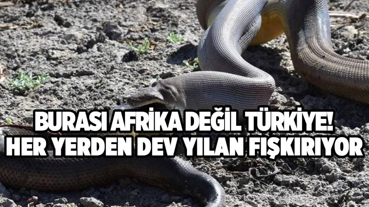 Yılan istilası her yerde! Burası Afrika değil Samsun'un göbeği... Ok gibi fırladı meydanın ortasında genç adamı ısırdı