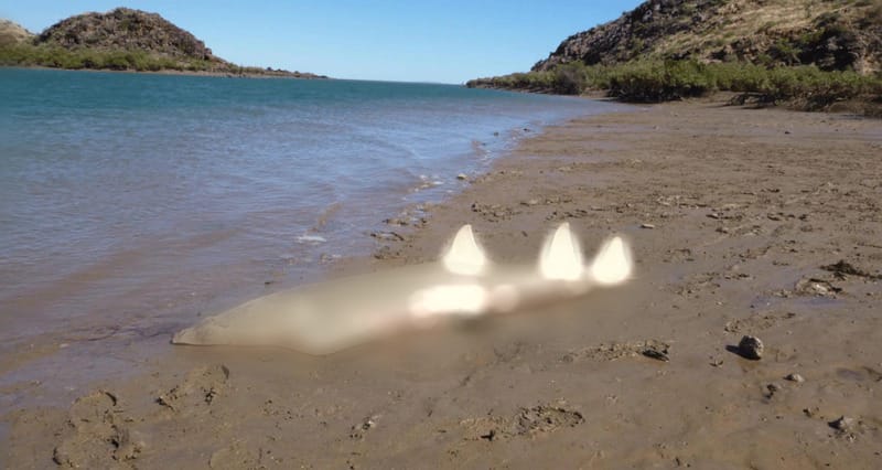 1000 parçaya bölüp denize atıldı! Dalgalar vura vura karaya vurdu… Adeta vahşet