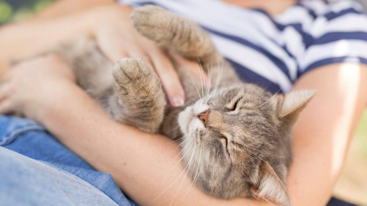 Kedi sahipleriyle ilgili dikkat çeken araştırma: Eşlerini daha çok aldatıyorlar