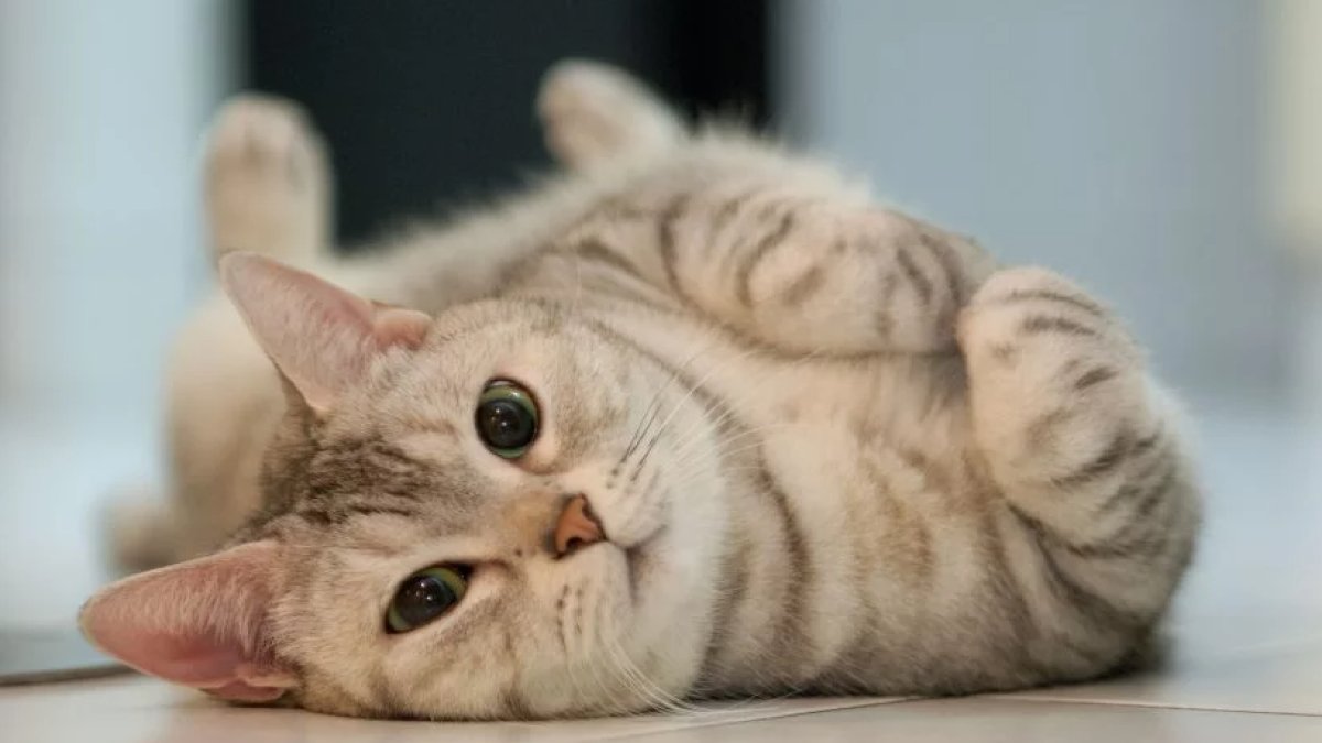 Kediye Kuduz Aşısı Ne Zaman Yapılır?