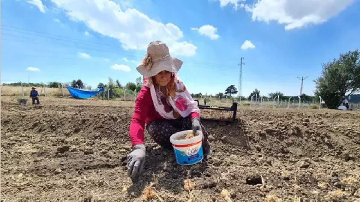 Mücevher değerinde bitki yetiştiriyorlar! Kilosu 250 bin TL... Zenginler kapış kapış alıyor