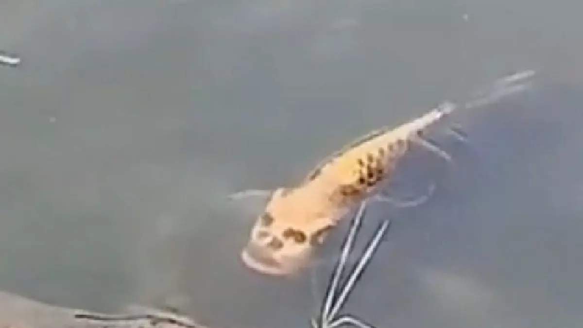 İnsan yüzlü balık korku salıyor! Denizlerde cirit atıyor