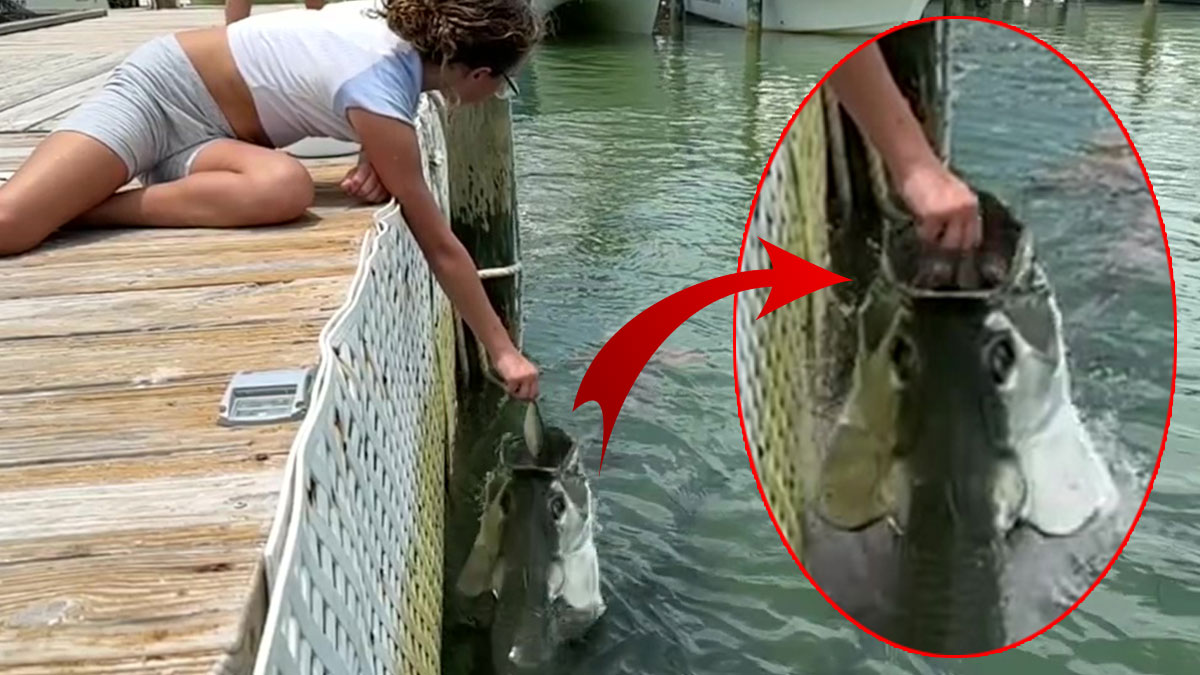 Küçük kız iskele kenarında dehşeti yaşadı! Elini suya uzattı bir de ne görsün... Et yiyen bir anda elini...