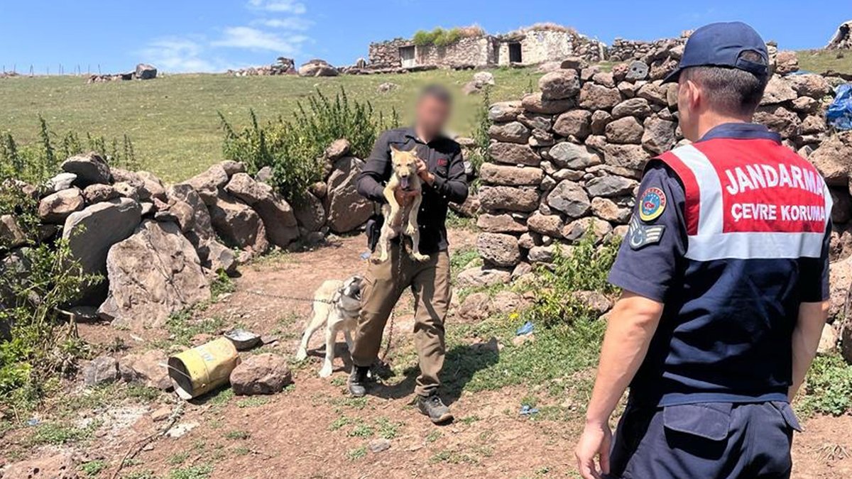 Sosyal medyada kurt satışı! 14 bin 386 lira para cezası kesildi