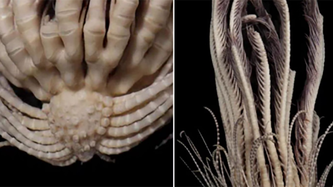 Başımıza taş yağarsa kimse şaşırmaz artık! İlk kez görüntülendi: Tam 20 kolu var, gören 'Bu bir canavar' diyor