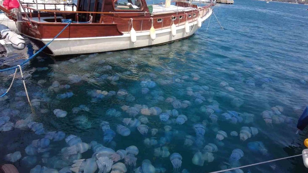 İzmir Foça’da denizanası istilası: Vatandaşlar denize giremiyor