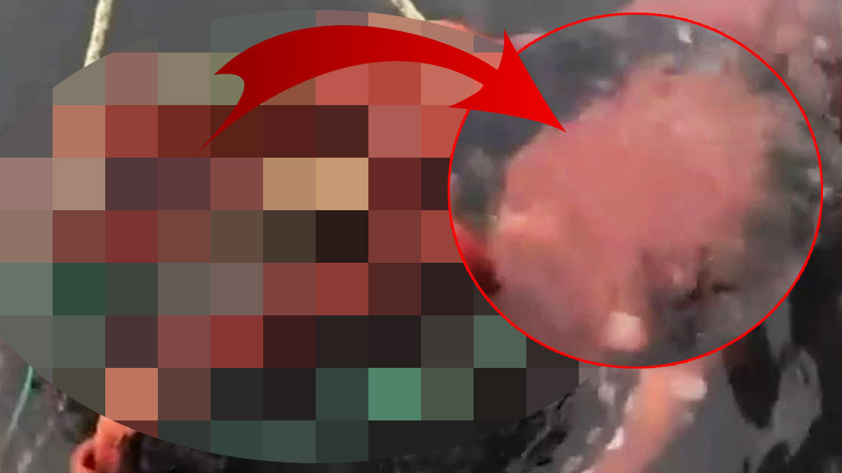 Balık tutmak isterken 'canavar' yakaladılar! Kanı mavi akıyor, kol uzunluğu 4 metre