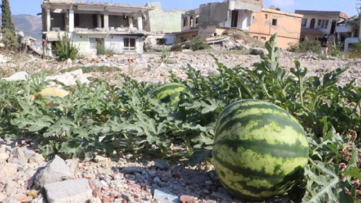 Enkazdan kavun karpuz fışkırıyor! Deprem yerle bir etmişti… inanılmaz