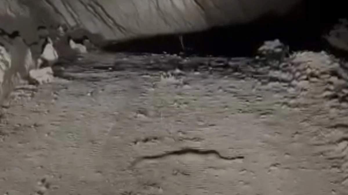 Hakkari, Van, Siirt, Bitlisliler gece uyumayın! Zehir makinesi evlerinize girebilir... Isırdığını saniyede öldürüyor