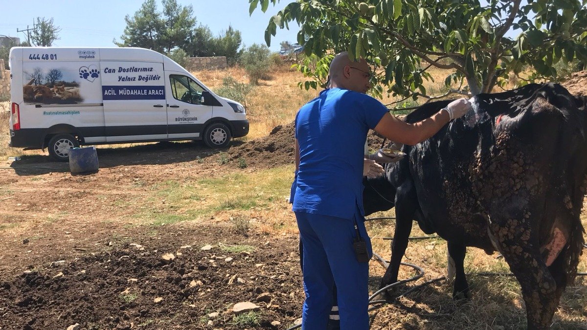 Büyükşehir Acil Müdahale Aracı ile yangından etkilenen hayvanlara müdahale