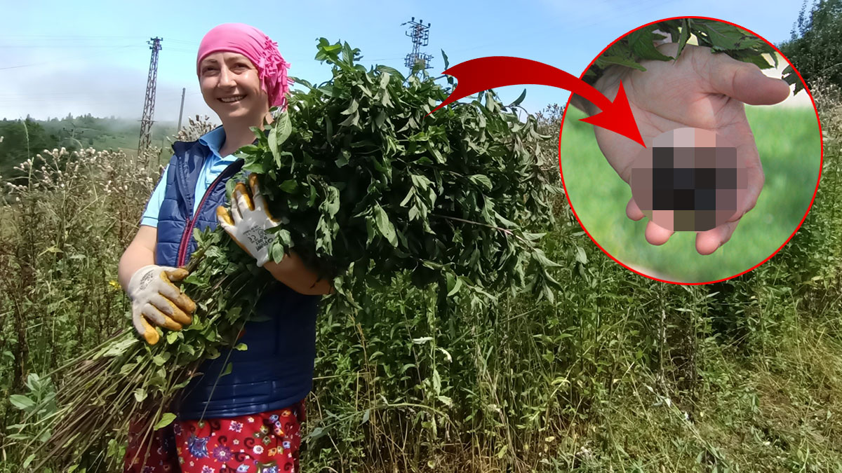 Yaylada kendisi için üretmeye başlamıştı, şimdi para basıyor! 1 litresi 35 bin TL